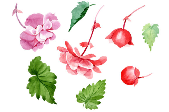 Begonia Flower Plant Watercolor Set: Elevating Digital Design with Organic Authenticity