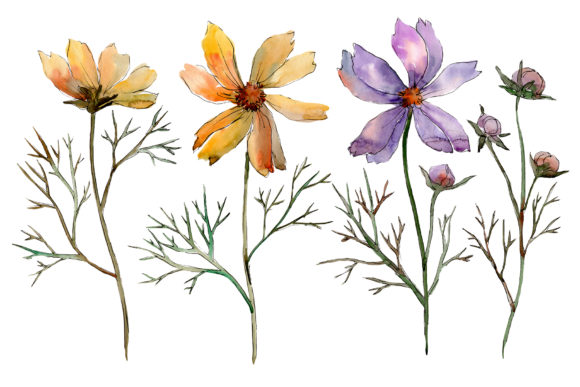Cosmos Flower Watercolor Set: Selecting and Using High-Resolution Botanical Assets