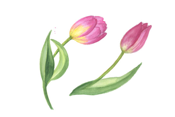 Elevating Digital Creativity with the Pink Tulip Watercolor Design Set