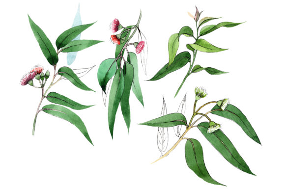 Eucalyptus Branch Watercolor Set: A Guide to Botanical Design Assets