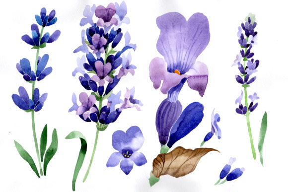 Purple Lavender Flowers Watercolor Macro: Elevating Digital Design with Hand-Painted Botanicals