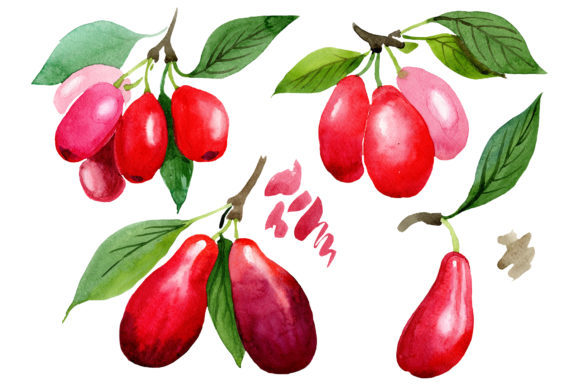 Red Dogwood Watercolor Plant Set: A Comprehensive Guide for Digital Design