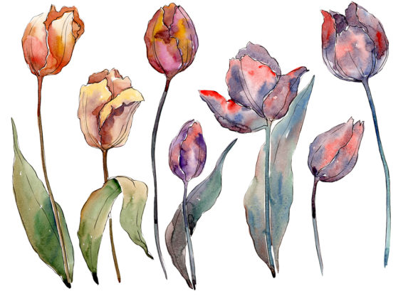 Wildflower Autumn Tulips PNG Watercolor Set Guide