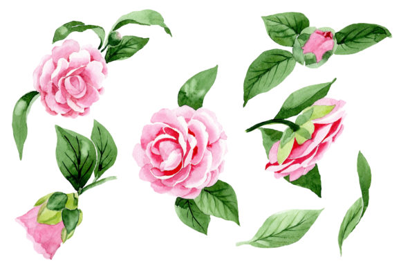 Wonderful Pink Camellia Watercolor Set Guide
